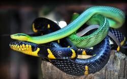 Snake Love image