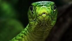 Snake Macro Photography