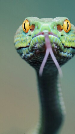 Snake Mobile Image