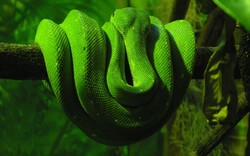 Snake on Tree Branch Desktop Background Photo