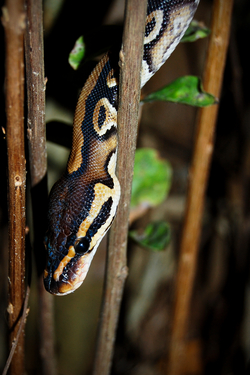 Snake Python on Tree