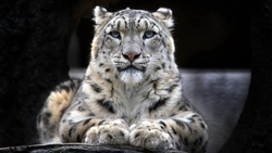 Snow Leopard Sitting HD Wallpaper
