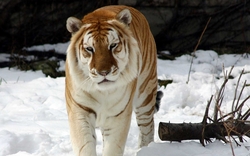 Snow Tiger Wallpaper