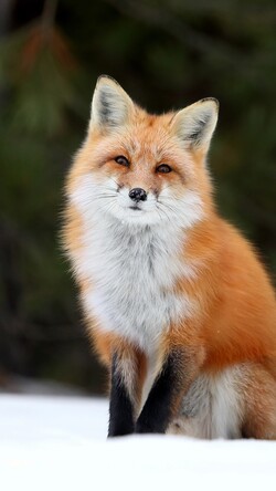 Snowy Fox