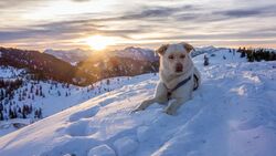 Snowy Mountain Dog