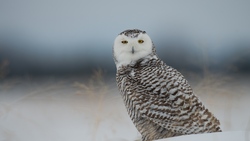 Snowy Owl 4K Bird Photography