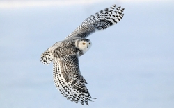 Snowy Owl Flying HD Wallpaper