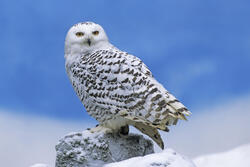 Snowy Owl Photo