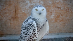 Snowy Owl Wallpaper Photo