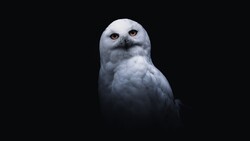 Snowy Owl with Black 5K Background