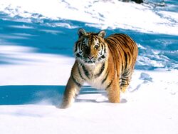 Snowy Tiger in Snow