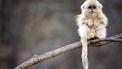 Snub Nosed Monkey Photo