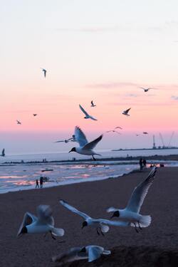 So Many Birds Flying at Beach