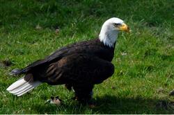 Southern Bald Eagle Standing on Grass