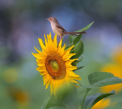 Sparrow at Sunflower
