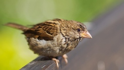Sparrow Bird 4K Pic
