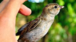 Sparrow Bird Baby Child HD Photo
