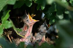 Sparrow Bird Child at Tree