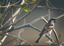 Sparrow Bird Mostly Found in India