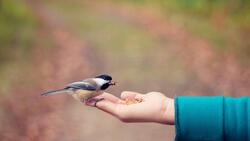 Sparrow Bird on Hand Eating 4K Pic