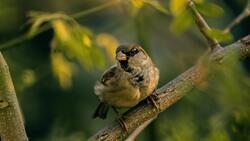 Sparrow Bird on Tree 4K Images