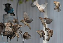 Sparrow Birds Feeder Composite