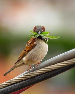 Sparrow Eating Grass Image