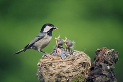 Sparrow Feeding Her Kids In Nest