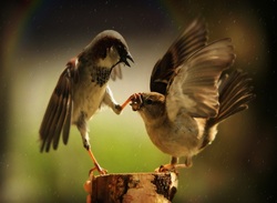 Sparrow Fighting Pic