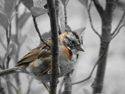 Sparrow in Winter Season Photo