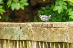 Sparrow on Wooden
