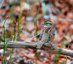 Sparrow Pic Download