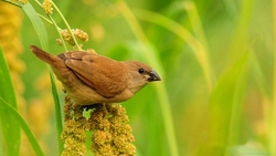 Sparrow Sitting On Crops