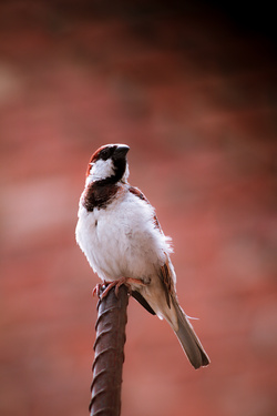 Sparrow Standing on Iron Role