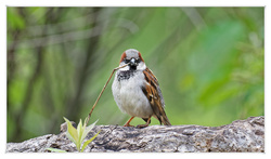 Sparrow Tree Spike Collecting 4K Photo