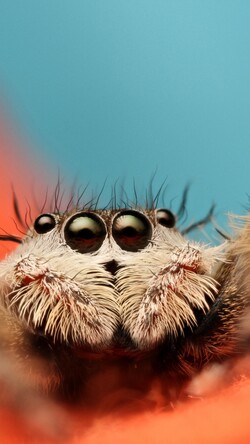 Spider Close Up Photography