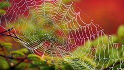 Spider Net in Monsoon