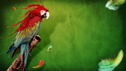 Splash of Parrot HD Wallpaper