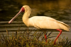 Spoonbill Bird on Green Grass Ultra HD Wallpaper