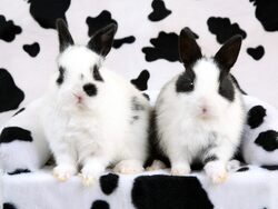 Spotted Rabbits Image