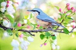 Spring Bird Sparrow