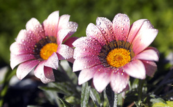 Spring Flowers Closeup Photography