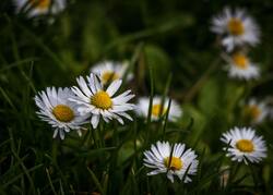 Spring Flowers White Daisy