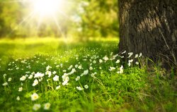 Spring Natural Wallpaper