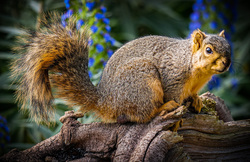Squirrel Animal on Tree