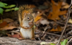 Squirrel Baby Standing on Tree HD Wallpaper