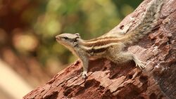 Squirrel Climbing Small Tree