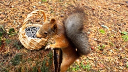 Squirrel Eating 4K Wallpaper
