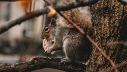 Squirrel Eating Cookies on Tree