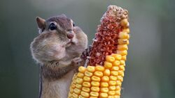 Squirrel Eating Corn Image